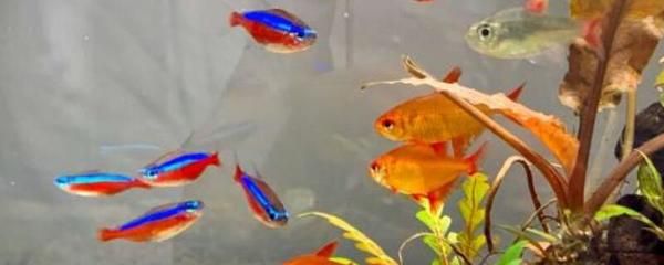 寶蓮燈魚好養(yǎng)嗎：寶蓮燈魚的飼養(yǎng)技巧 水族燈（魚缸燈） 第4張