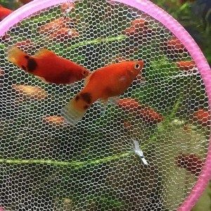 斑馬狗頭多大的魚(yú)缸可以養(yǎng)金魚(yú)：斑馬狗頭魚(yú)可以與金魚(yú)共同飼養(yǎng)在一個(gè)魚(yú)缸中嗎？ 斑馬狗頭魚(yú) 第1張