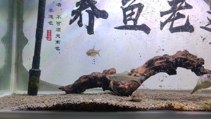 斑馬狗頭順著魚(yú)缸上下游動(dòng)：斑馬狗頭魚(yú)的游動(dòng)習(xí)慣與飼養(yǎng)技巧斑馬狗頭魚(yú)的飼養(yǎng)技巧 斑馬狗頭魚(yú) 第3張