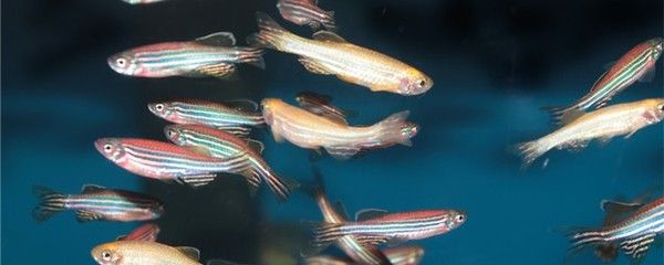 斑馬魚可以長多大的魚缸 斑馬狗頭魚 第1張