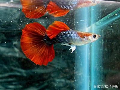 常見(jiàn)觀賞魚(yú)壽命：常見(jiàn)觀賞魚(yú)的壽命 泰國(guó)虎魚(yú) 第2張