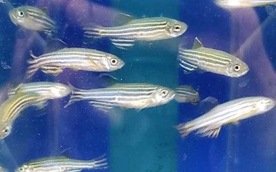 斑馬魚怎么繁殖：斑馬魚的繁殖過程 斑馬狗頭魚 第3張