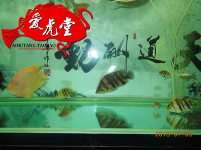 泰虎有雜文嗎：泰虎是一種受歡迎的觀賞魚 泰國(guó)虎魚 第1張