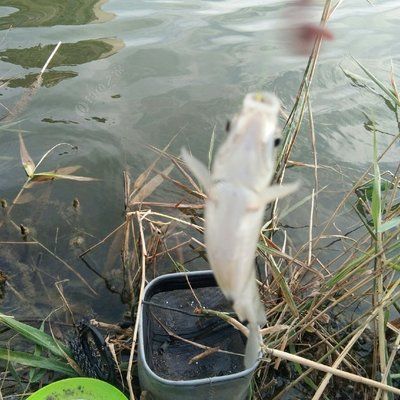 虎魚吃活食用定期祛蟲嗎：虎魚吃活食用定期祛蟲嗎虎魚吃活食用定期祛蟲嗎 虎魚百科 第3張