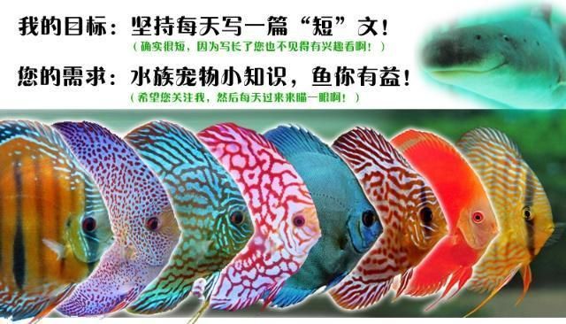 uv燈有什么用魚(yú)缸：uv燈在魚(yú)缸中的應(yīng)用 水族燈（魚(yú)缸燈） 第1張