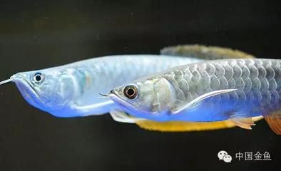 龍魚一次喂多少魚食最好：龍魚一次喂多少魚食最好呢？ 龍魚百科 第2張