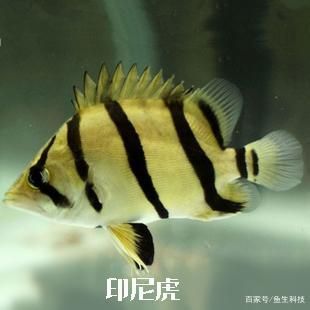 泰虎魚(yú)怎么看品相好壞：泰虎魚(yú)怎么看品相好壞泰虎魚(yú)怎么看品相好壞 泰國(guó)虎魚(yú) 第3張