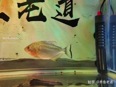 虎魚多長(zhǎng)時(shí)間換水：虎魚的換水頻率取決于多種因素 虎魚百科 第3張