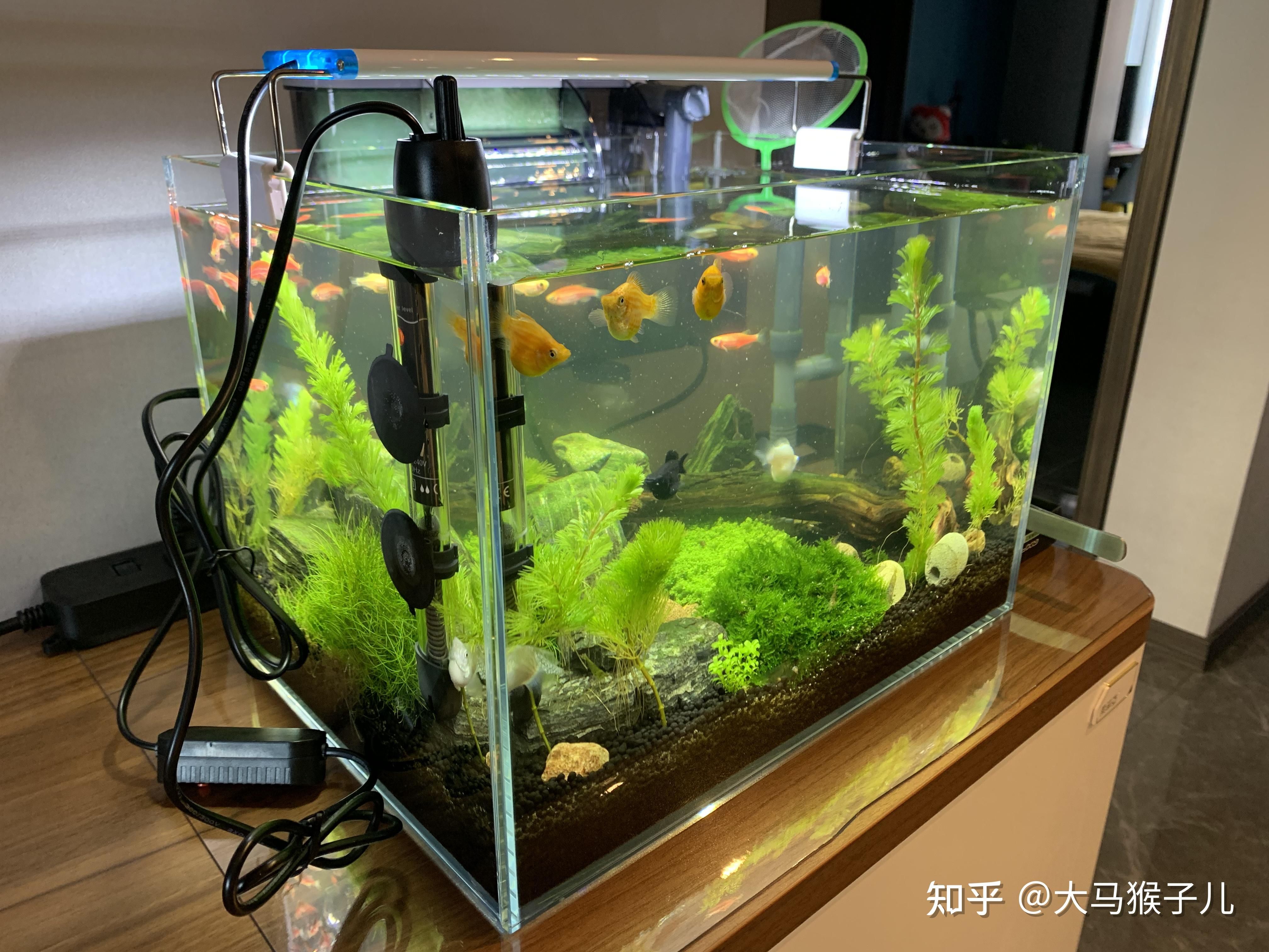 斑馬魚多大魚缸合適：斑馬魚的繁殖方法