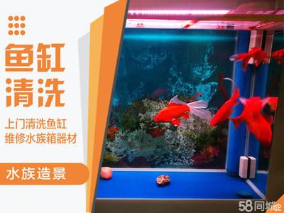 擦玻璃魚缸什么魚