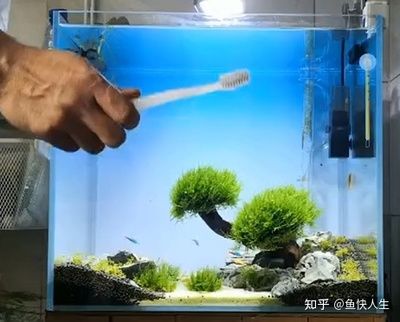 擦玻璃魚缸什么魚