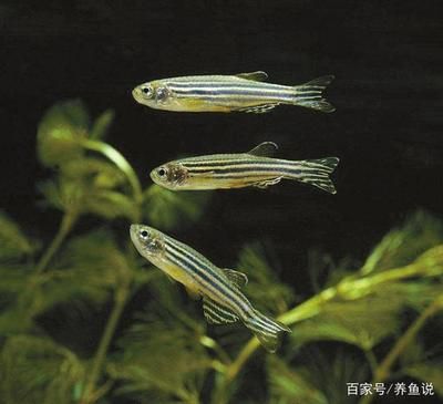 斑馬魚和孔雀魚混養(yǎng)：斑馬魚和孔雀魚可以混養(yǎng)嗎？