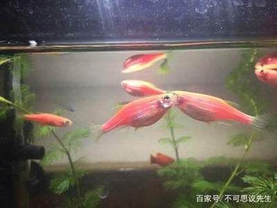 斑馬魚和孔雀魚混養(yǎng)：斑馬魚和孔雀魚可以混養(yǎng)嗎？