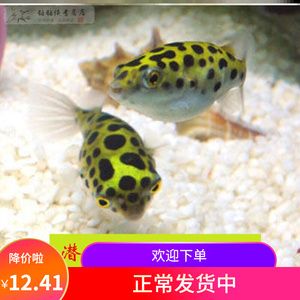 斑馬狗頭魚喜歡什么水質(zhì)的魚缸養(yǎng)：斑馬狗頭魚喜歡生活在弱酸性至中性、硬度適中、溫度適中