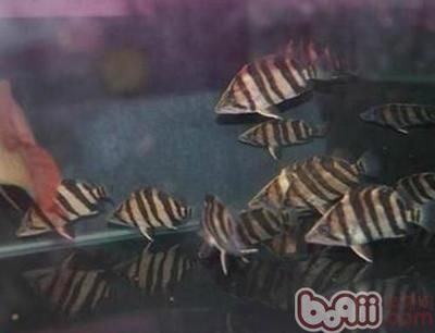 印尼虎魚飼養(yǎng)條件要求最新消息：印尼虎魚飼養(yǎng)條件要求 虎魚百科 第1張