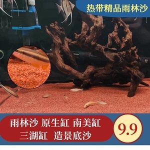 斑馬狗頭魚缸造景：斑馬狗頭魚的飼養(yǎng)技巧 斑馬狗頭魚 第2張