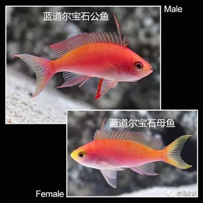 斑馬魚雌雄區(qū)別：斑馬魚的性別和繁殖技巧 斑馬狗頭魚 第3張