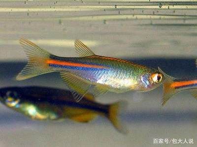 斑馬魚是什么：斑馬魚在科學(xué)研究中的應(yīng)用 斑馬狗頭魚 第2張