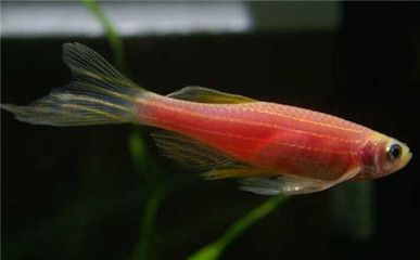 斑馬魚是什么：斑馬魚在科學(xué)研究中的應(yīng)用 斑馬狗頭魚 第3張