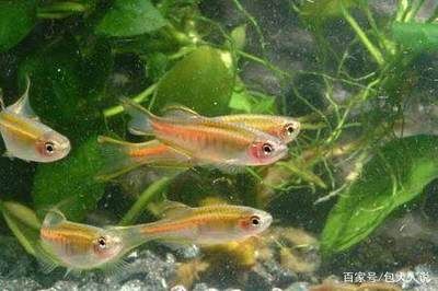 斑馬魚側(cè)線系統(tǒng)：sdf1-cxcr4信號(hào)在斑馬魚側(cè)線系統(tǒng)發(fā)育中的作用 斑馬狗頭魚 第1張