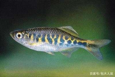 斑馬魚側(cè)線系統(tǒng)：sdf1-cxcr4信號(hào)在斑馬魚側(cè)線系統(tǒng)發(fā)育中的作用 斑馬狗頭魚 第2張