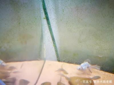 玻璃魚缸壁青苔清理視頻：如何清理魚缸壁上的青苔？ 魚缸百科 第1張