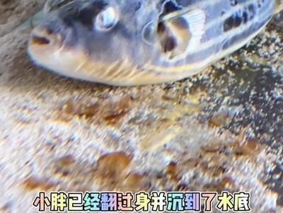 斑馬狗頭魚不怕魚刺么：斑馬狗頭魚的飼養(yǎng)方式 斑馬狗頭魚 第1張