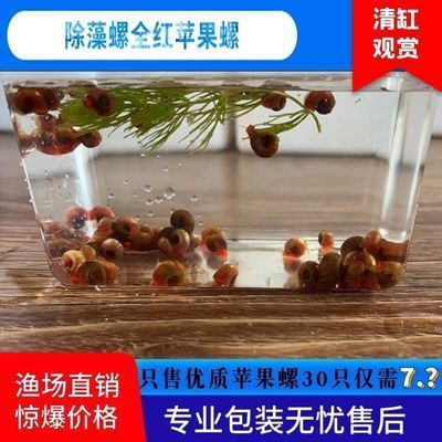 斑馬狗頭魚缸怎么清理：斑馬狗頭魚缸怎么清洗？ 斑馬狗頭魚 第2張