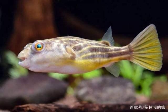 斑馬狗頭魚需要多大的魚缸飼養(yǎng)：關(guān)于斑馬狗頭魚飼養(yǎng)大小的信息 斑馬狗頭魚 第3張