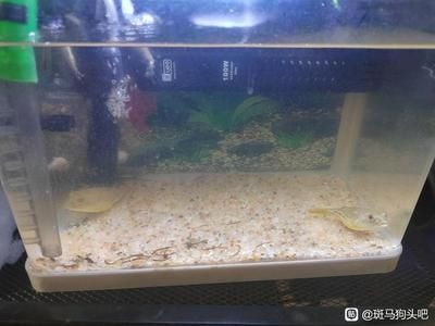 斑馬狗頭吧：斑馬狗頭是一種受歡迎的小魚 斑馬狗頭魚 第3張