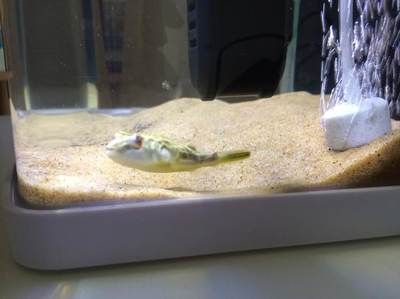 斑馬狗頭吧：斑馬狗頭是一種受歡迎的小魚 斑馬狗頭魚 第2張