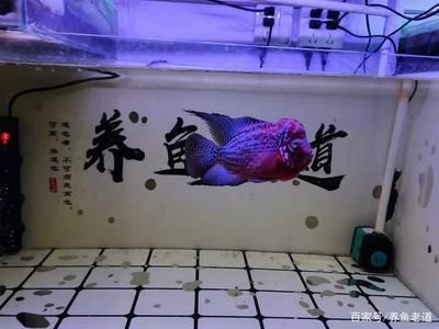 玻璃魚缸漏水用什么膠：熱門魚缸膠品牌排行榜瓦克、快事達(dá)、奧斯邦(ausbond)