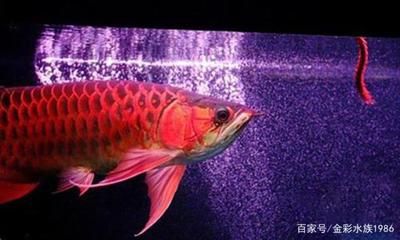 龍魚發(fā)色燈開多久會死：龍魚發(fā)色燈開的時間和時長對龍魚的健康和發(fā)色有影響