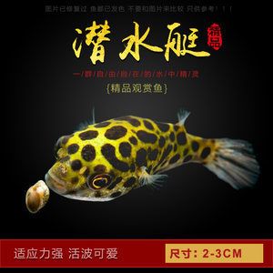 斑馬狗頭魚缸背景圖：如何選擇斑馬狗頭魚缸背景圖 斑馬狗頭魚 第1張