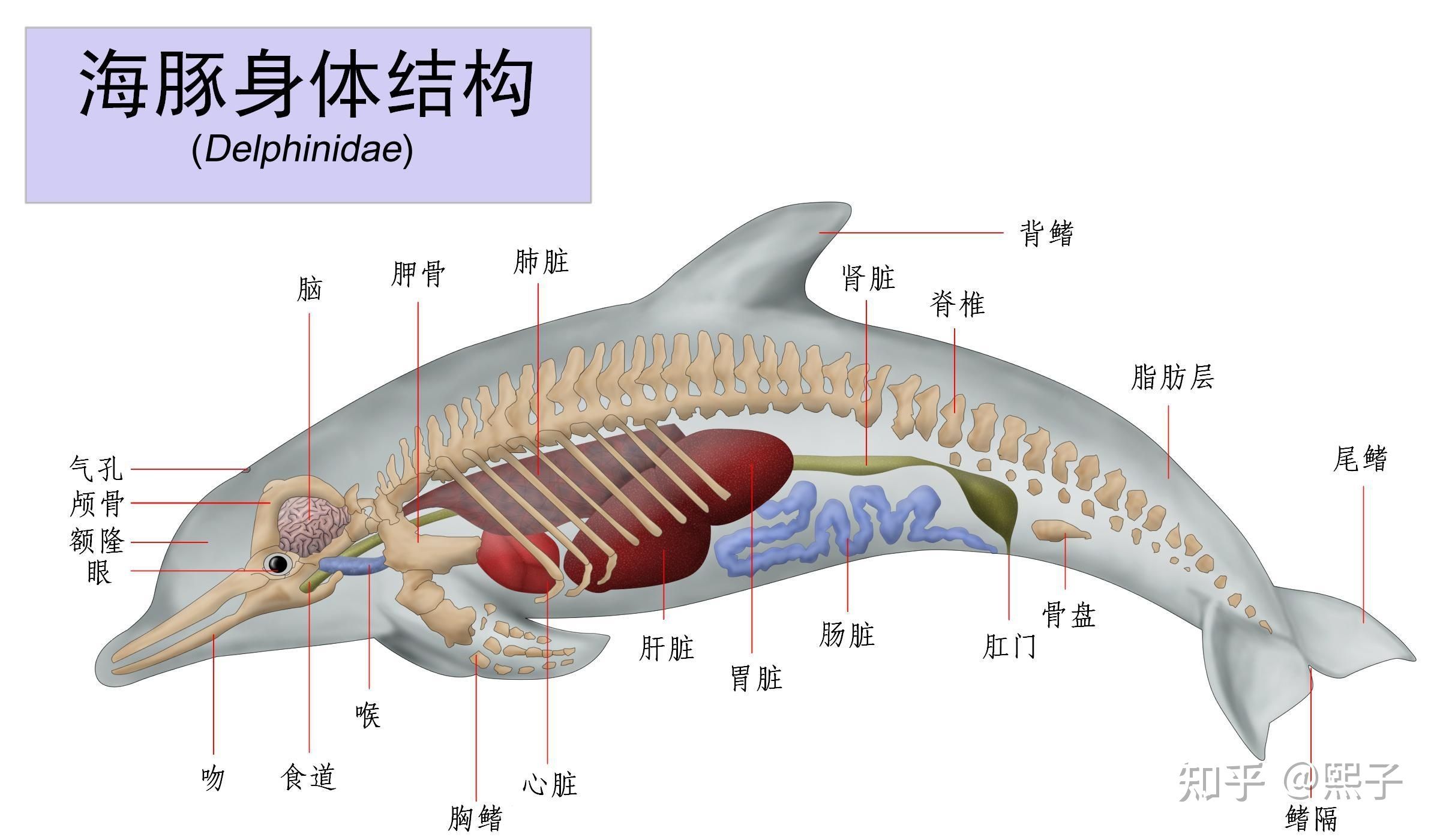 斑馬魚繁殖：斑馬魚怎么繁殖 斑馬狗頭魚 第1張