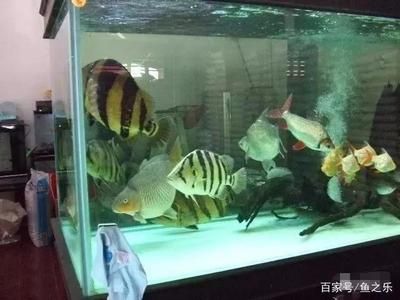 泰虎魚苗放沉木好不好養(yǎng)：泰虎魚放沉木好不好養(yǎng) 泰國虎魚 第3張