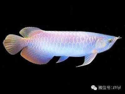 澳洲斑紋龍魚：澳洲斑紋龍魚價格 龍魚百科 第3張