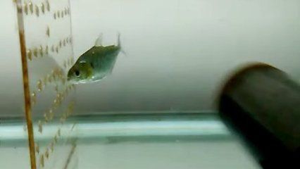 虎魚掉色怎么回事：虎魚掉色可能由多種因素引起， 泰國虎魚 第2張