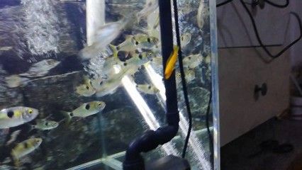 虎魚掉色怎么回事：虎魚掉色可能由多種因素引起， 泰國虎魚 第3張