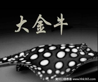 皇冠黑白魟魚養(yǎng)幾條好：關(guān)于皇冠黑白魟魚的飼養(yǎng)數(shù)量，有以下幾點(diǎn)建議 魟魚百科 第2張