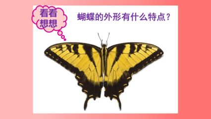 彩蝶的優(yōu)缺點(diǎn)和特點(diǎn)：彩蝶月季的特點(diǎn)和優(yōu)點(diǎn)