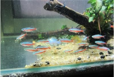 泰北虎魚(yú)苗怎樣飼養(yǎng)好：泰北虎魚(yú)苗的飼養(yǎng)需要考慮多個(gè)因素，包括水質(zhì)、喂食、飼養(yǎng)環(huán)境等