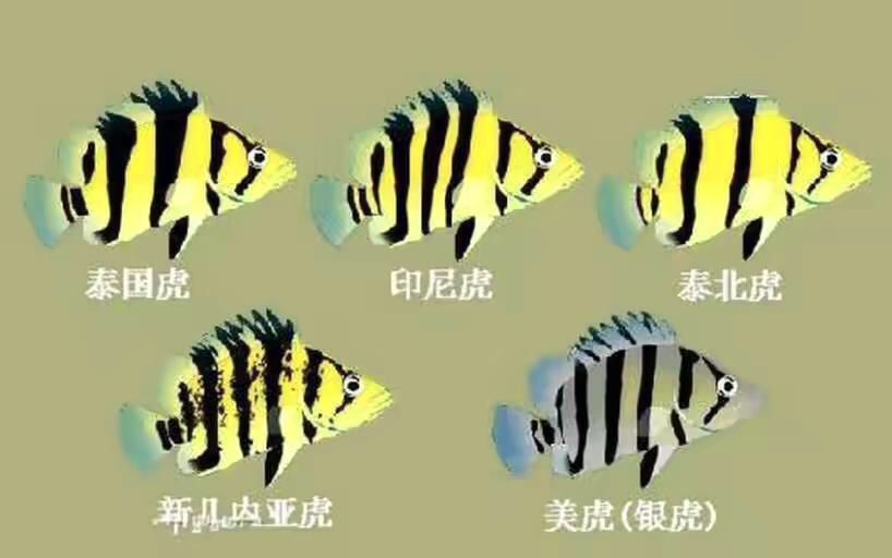 泰虎和泰北虎有什么區(qū)別？：泰虎和泰北虎有什么區(qū)別泰虎和泰北虎有什么區(qū)別 泰國虎魚 第1張