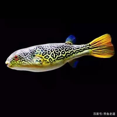 斑馬狗頭魚飼料：斑馬狗頭魚的養(yǎng)殖注意事項(xiàng)在養(yǎng)殖斑馬狗頭魚的注意事項(xiàng) 斑馬狗頭魚 第2張