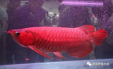 紅龍魚(yú)兇嗎？：紅龍魚(yú)兇嗎？紅龍魚(yú)的飼養(yǎng)方法