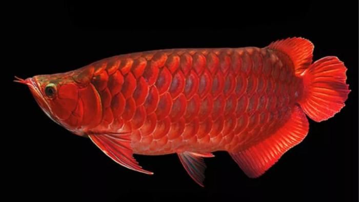 紅龍魚(yú)兇嗎？：紅龍魚(yú)兇嗎？紅龍魚(yú)的飼養(yǎng)方法