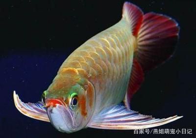 紅龍魚(yú)兇嗎？：紅龍魚(yú)兇嗎？紅龍魚(yú)的飼養(yǎng)方法