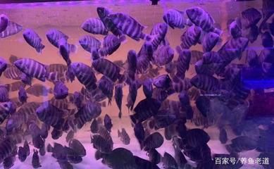 觀賞魚泰虎大賽第一名：關(guān)于“觀賞魚泰虎大賽第一名”，泰虎魚的特點(diǎn)和飼養(yǎng)經(jīng)驗(yàn) 泰國虎魚 第2張