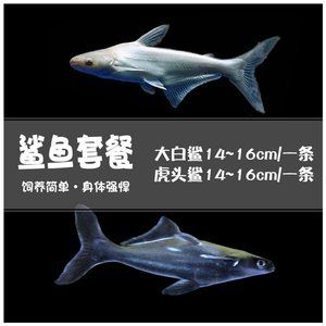 白鯊可以和龍魚混養(yǎng)：白鯊和龍魚可以混養(yǎng)嗎