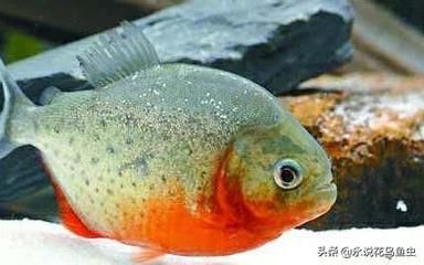 虎魚小的時候吃啥：虎魚小時候吃啥？ 虎魚百科 第3張